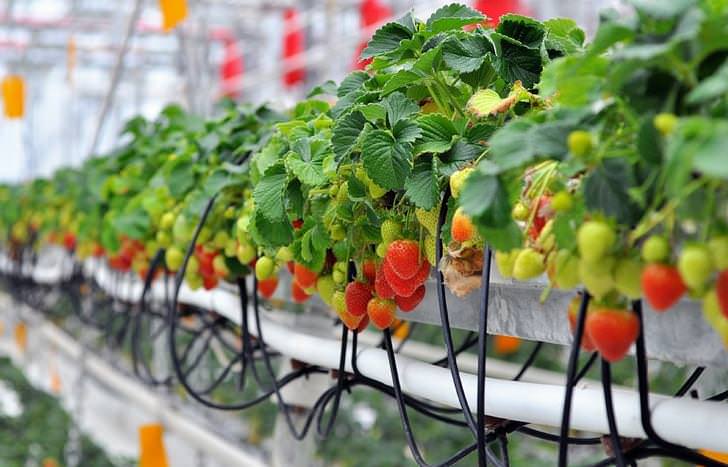 Важными составляющими получения хорошего урожая клубники гидропонным способом считаются: особый полив, благоприятная температура окружающего воздуха, достаточная освещенность