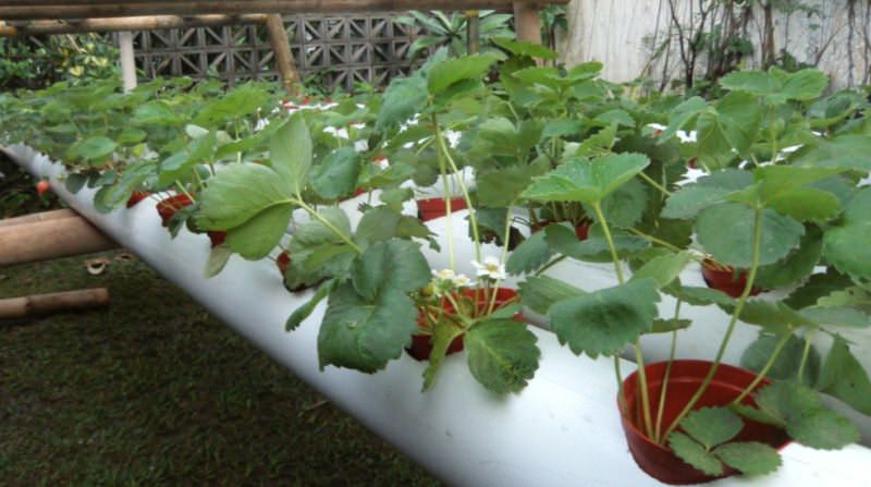 Подобрав подходящий сорт клубники, необходимо определиться с искусственной средой, где она будет произрастать. Среда должна быть рыхлой, влагоемкой, с хорошей проходимостью воздуха