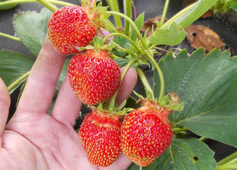 Средний вес плода составляет 30 г. Форма симметричная, тупо-коническая, с шейкой. Кожица и мякоть красные