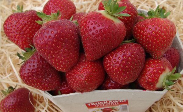 Десертная клубника сорта Амулет отличается плодами крупной формы