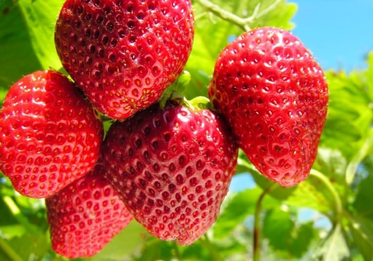 Сладкая фестивальная Ромашка — это итог успешной работы украинских селекционеров