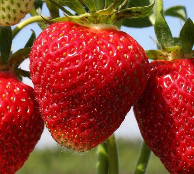 Великолепная среднеранняя Танюша — это плод успешного труда научных сотрудников этого региона