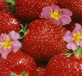 Сариан F1 — один из новых сортов голландской селекции