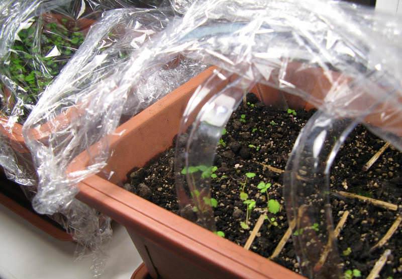 Семена высевают в феврале или марте, а рассаду — в апреле-мае