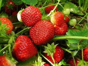 Ягоды средние и крупные, сладкие и сочные