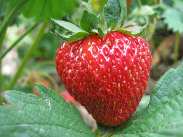 Садоводывыращивают этот сорт для реализации в торговых точках, потому что ягоды долго лежат и не портятся, а также отлично подходят для транспортировки