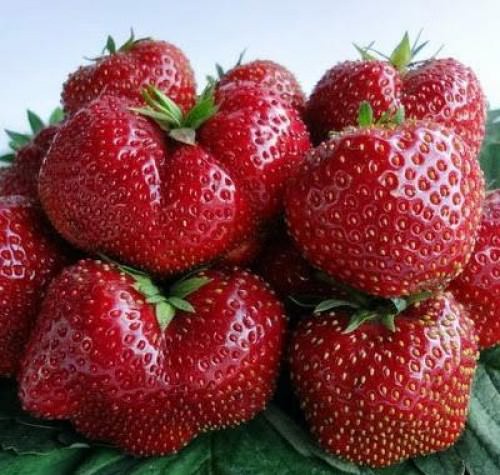 Викода уже в первый год может порадовать хорошим урожаем