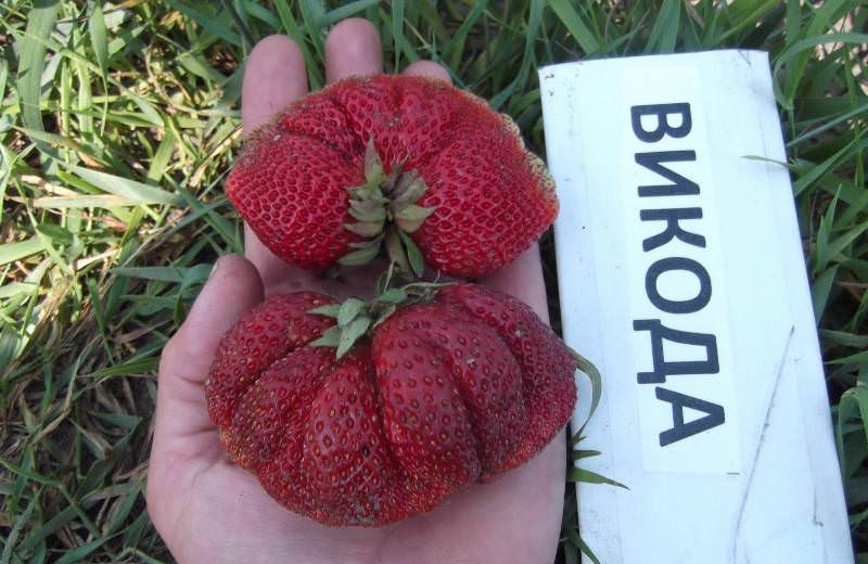 Ягоды этого сорта крупные, имеют насыщенный красный цвет