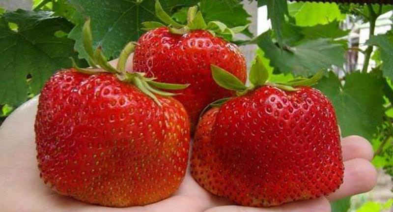 Среди всех сортов клубники этот вид является поздним, первый урожай созревает к середине июля