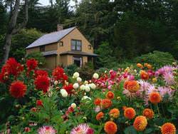 Клумба георгинов — это отличное решение, которое способно преобразить любое пространство