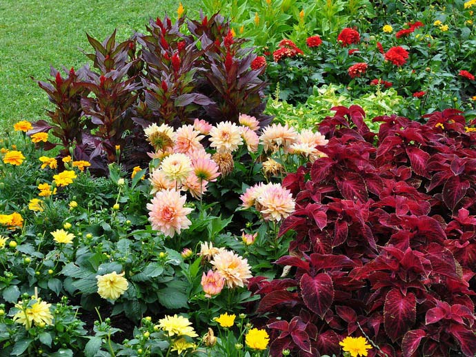 Георгины прекрасно сочетаются и с другими цветами, которые также могут размещаться в краевых частях клумбы