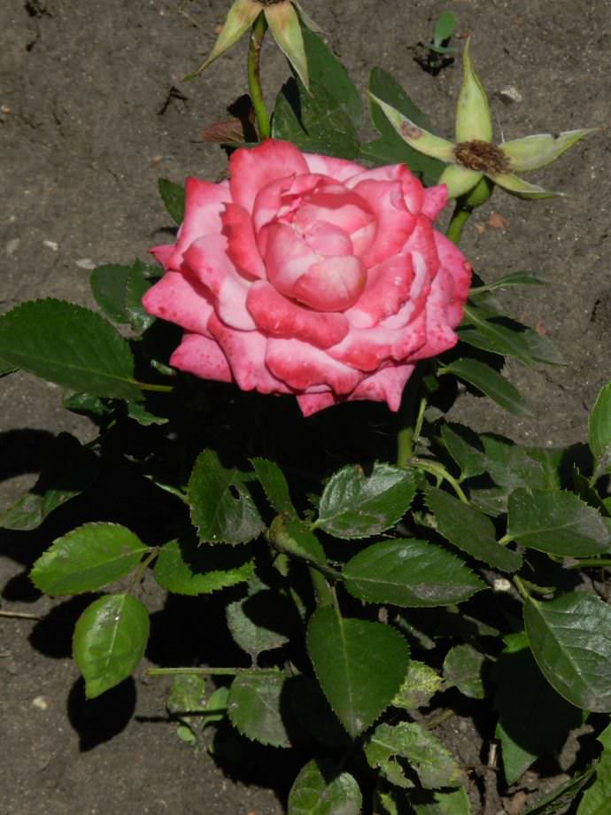 Богатое и обильное цветение очень радует меня и всех окружающих