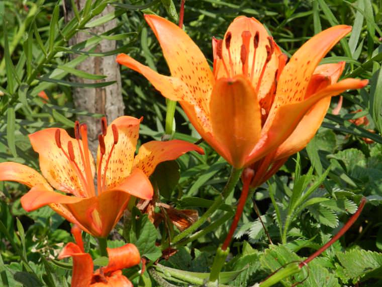 Сейчас все обильно цветет, но помимо дачных растений есть еще домашние цветы!