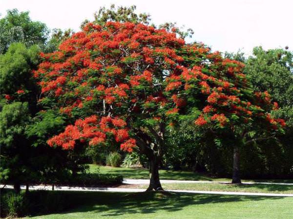 Королевское дерево