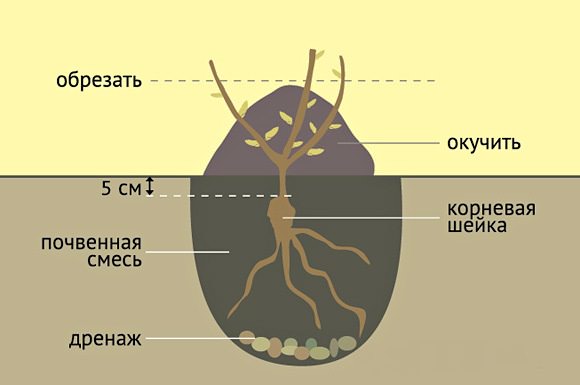 Схема высадки роз сорта Корвет проста