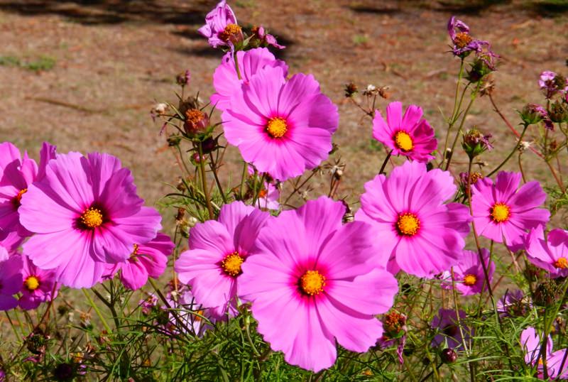 Космея: природный магнетизм разноцветных ромашек