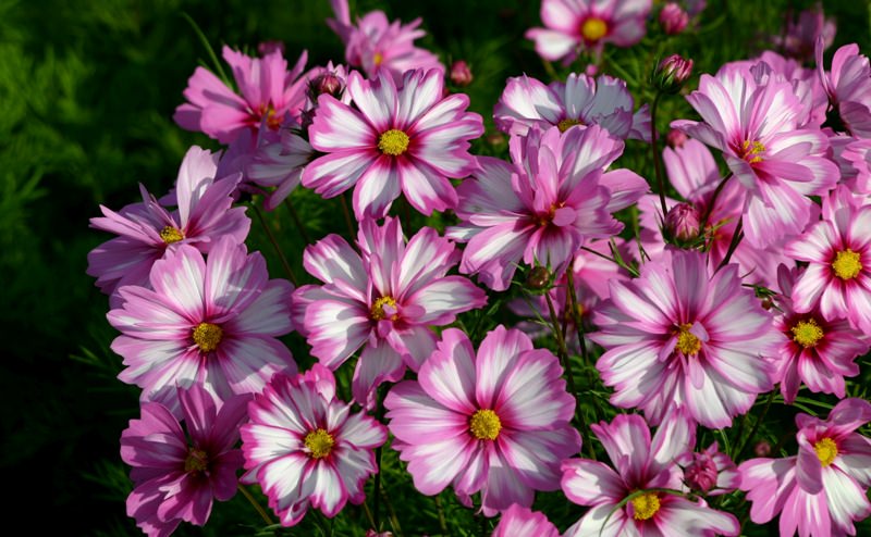 Космея: природный магнетизм разноцветных ромашек