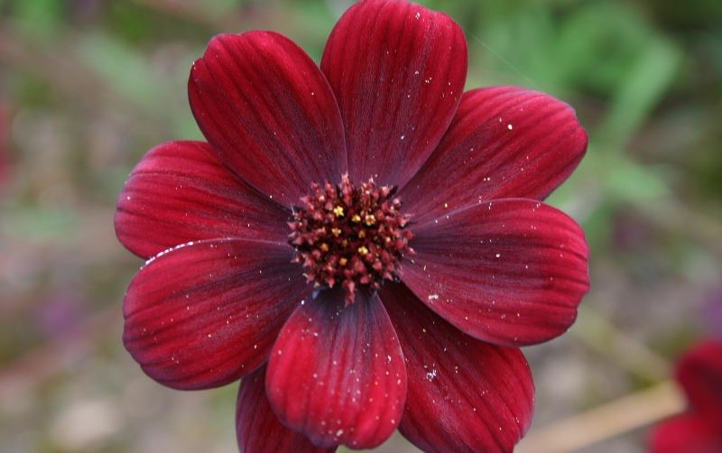 Космея: природный магнетизм разноцветных ромашек