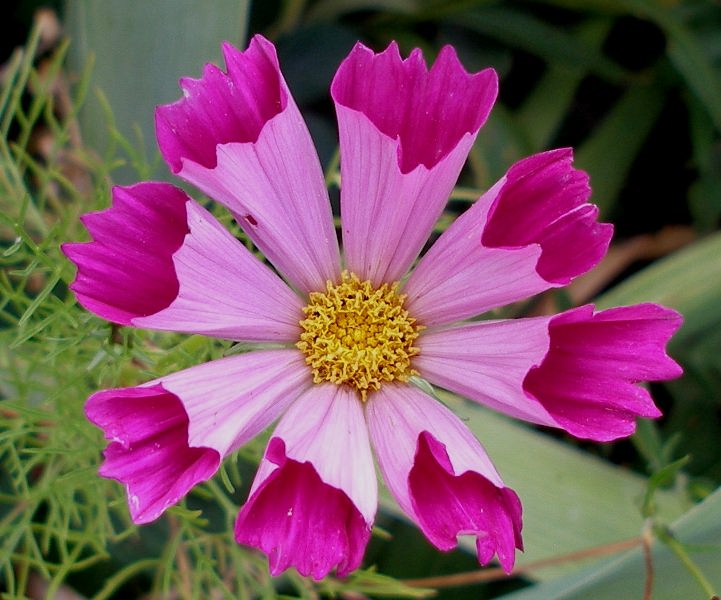 Космея: природный магнетизм разноцветных ромашек