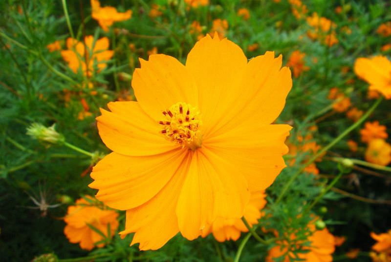 Космея: природный магнетизм разноцветных ромашек