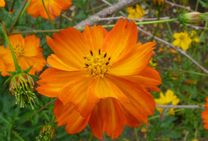 Космея: природный магнетизм разноцветных ромашек