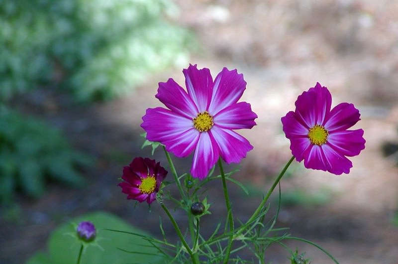 Космея: природный магнетизм разноцветных ромашек