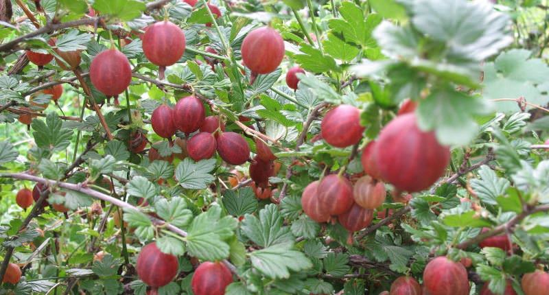 Крыжовник на даче: как получить урожай свежей и сочной ягоды