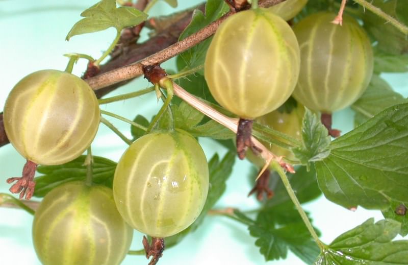 Крыжовник на даче: как получить урожай свежей и сочной ягоды