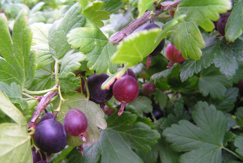 Крыжовник на даче: как получить урожай свежей и сочной ягоды