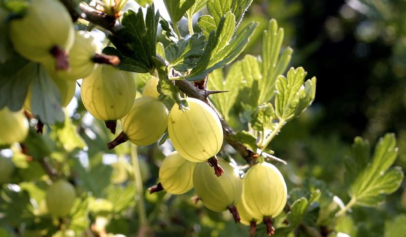 Крыжовник на даче: как получить урожай свежей и сочной ягоды