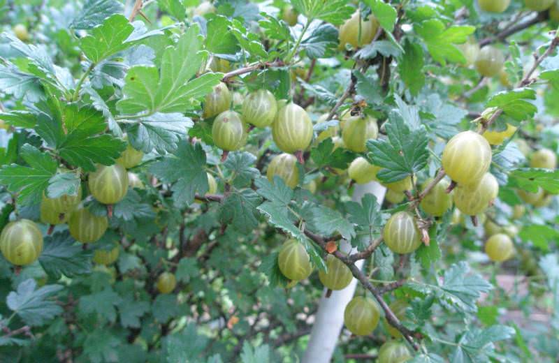 Крыжовник на даче: как получить урожай свежей и сочной ягоды