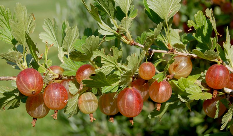 Крыжовник на даче: как получить урожай свежей и сочной ягоды
