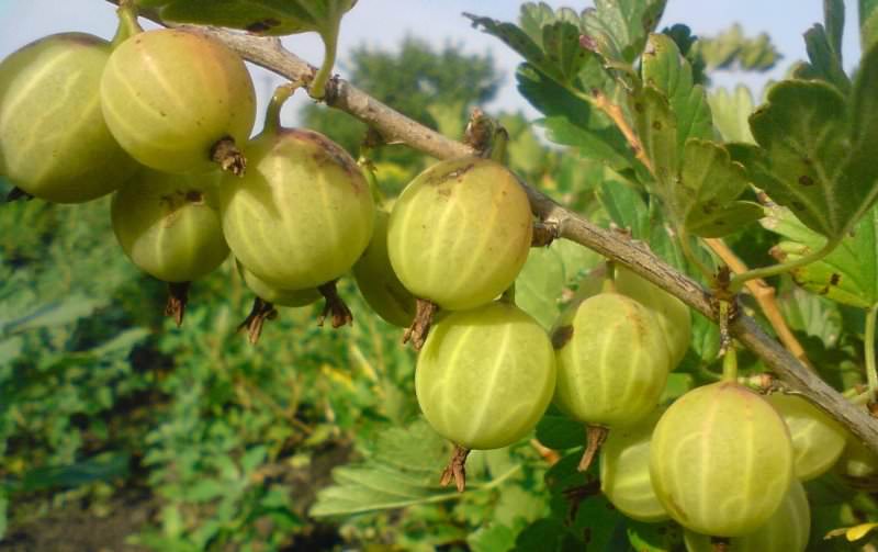 Крыжовник на даче: как получить урожай свежей и сочной ягоды
