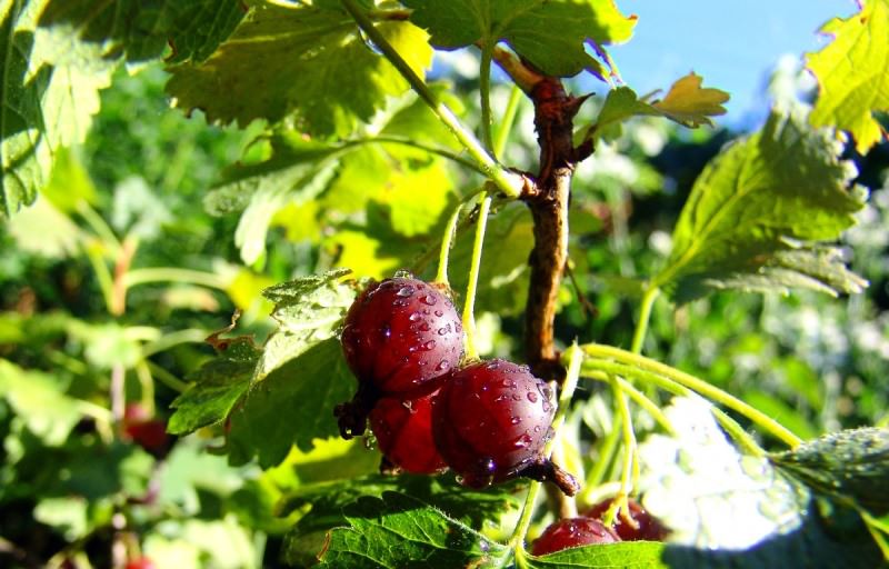 Крыжовник на даче: как получить урожай свежей и сочной ягоды