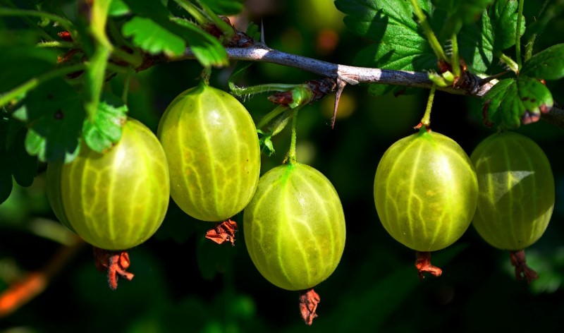 Крыжовник на даче: как получить урожай свежей и сочной ягоды