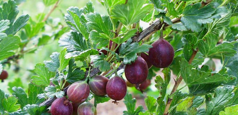 Крыжовник на даче: как получить урожай свежей и сочной ягоды