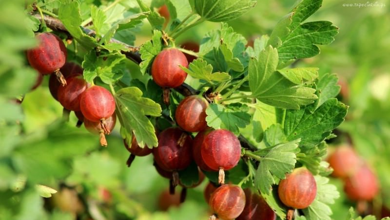 Крыжовник на даче: как получить урожай свежей и сочной ягоды