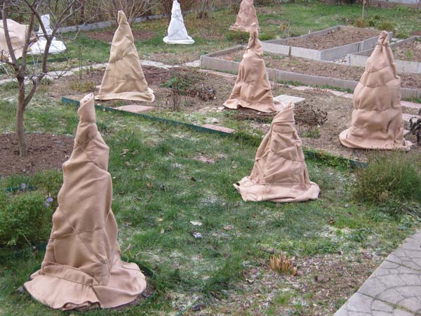 На зимний период чайно-гибридную розу сорта «Black Prince» рекомендуется укрывать