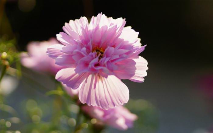 Относительно недавно появились сорта космеи с махровыми цветками