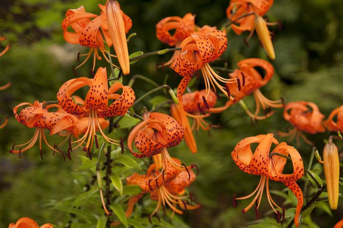 Цветение тигровой лилии приходится на период с июля до сентября