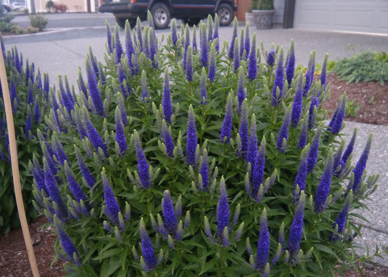 Выращивание лиатриса на территории вашего участка