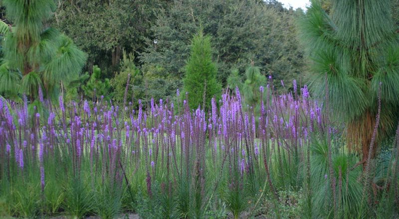 Выращивание лиатриса на территории вашего участка