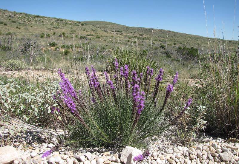 Выращивание лиатриса на территории вашего участка