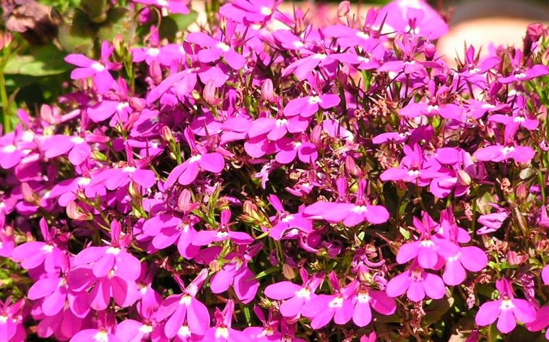 Выращивание лобелии на даче