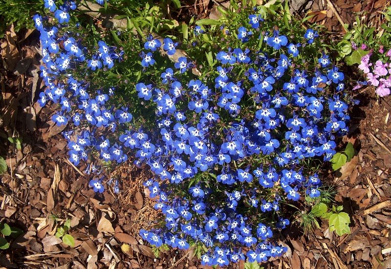 Выращивание лобелии на даче