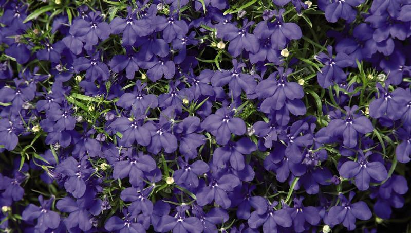 Выращивание лобелии на даче