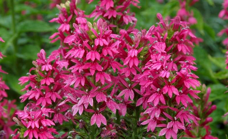 Выращивание лобелии на даче