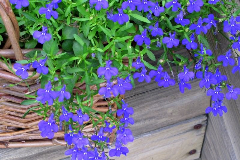 Выращивание лобелии на даче