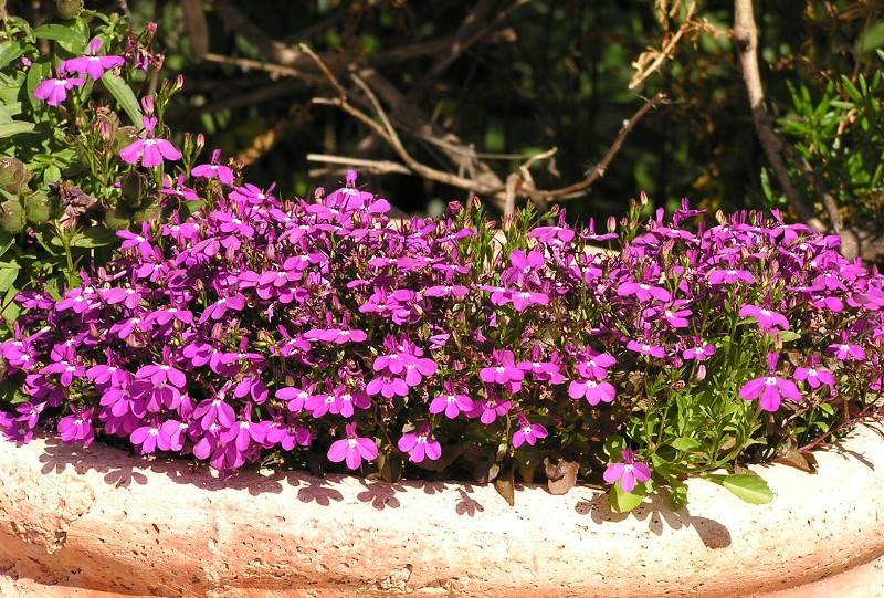 Выращивание лобелии на даче