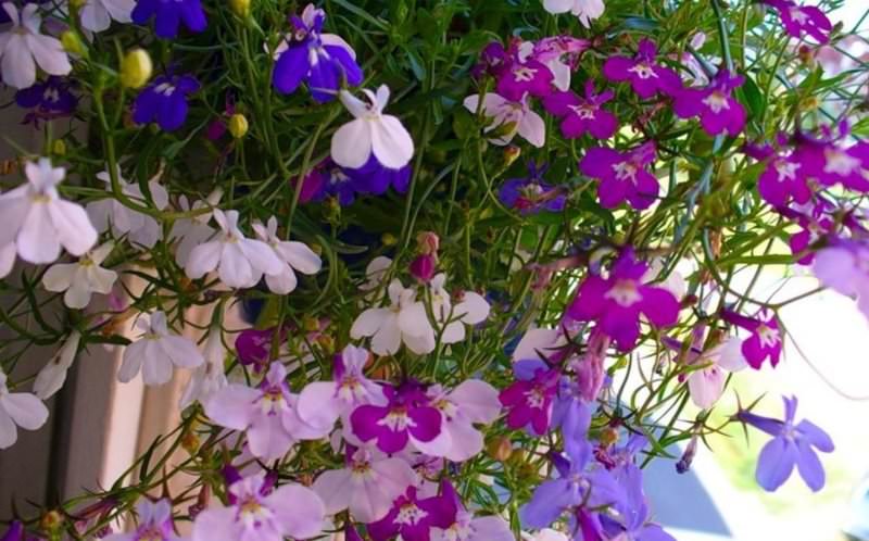 Выращивание лобелии на даче